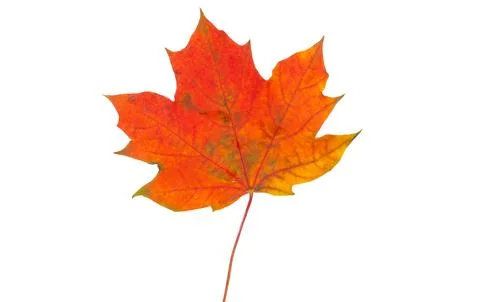 Maple leaf isolated Stock Photos