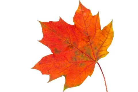 Maple leaf isolated Stock Photos