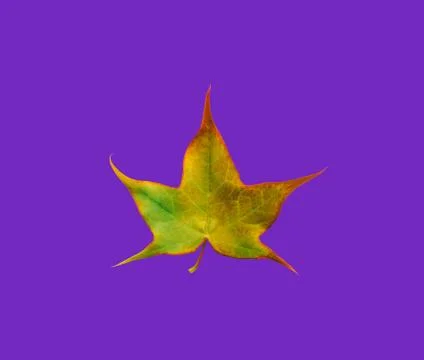 Maple leaf isolated on purple background 스톡 사진