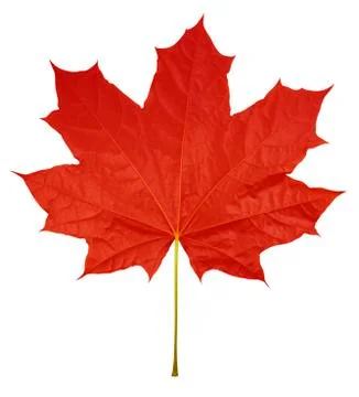 Maple Leaf isolated - Red Stock Photos