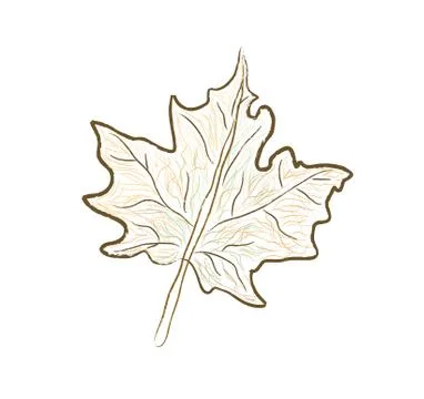 Maple leaf isolated vector Stock Illustration