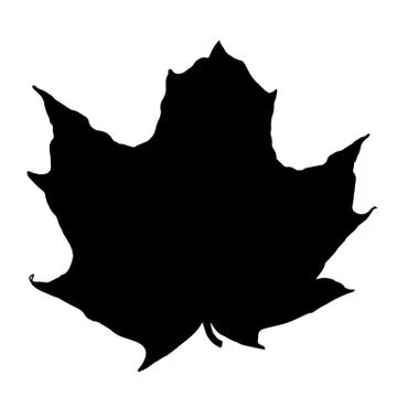Maple Leaf Isolated on White Background. Vector Illustration. 库存插图