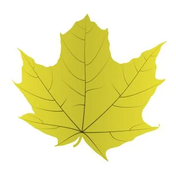 Maple Leaf Isolated on White Background. Vector Illustration. Stock Illustration