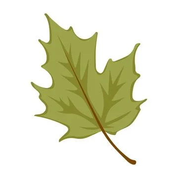 Maple leaf isolated on white background Stock Illustration