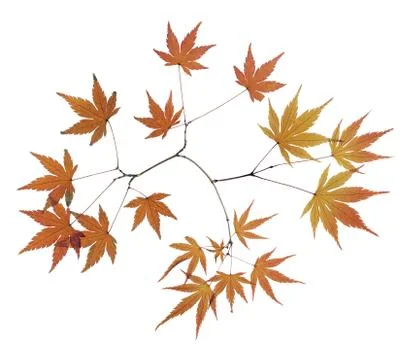 Maple Leaf isolated on white background Stock Photos