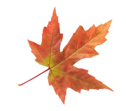 Maple leaf isolated on white background Stock Photos