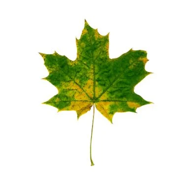 Maple leaf isolated on white background. Stock Photos