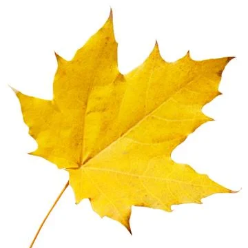 Maple leaf isolated on white background Stock Photos