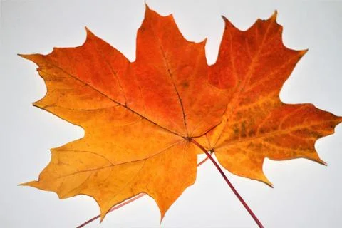 Maple leaf isolated on white background Stock-Fotos
