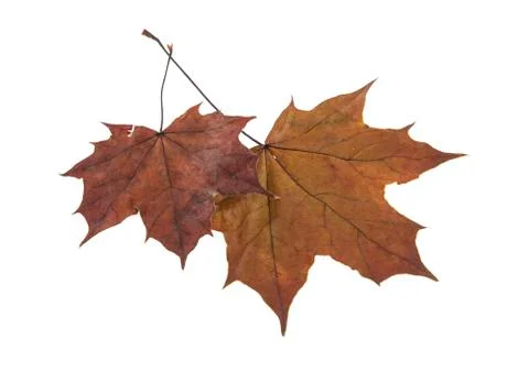 Maple leaf isolated on white background Stock Photos