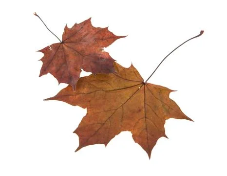 Maple leaf isolated on white background Stock Photos