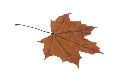 Maple leaf isolated on white background Stock Photos