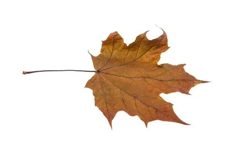 Maple leaf isolated on white background Stock Photos