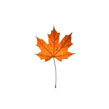 Maple leaf isolated on white background 스톡 사진