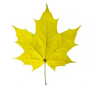 Maple leaf isolated on white background Stock Photos