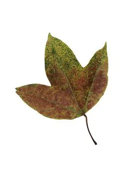 Maple leaf isolated on white background. autumn seasonal themed concept 库存照片