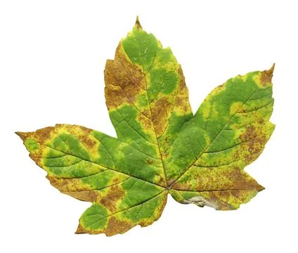 Maple leaf isolated white background. Stock Photos