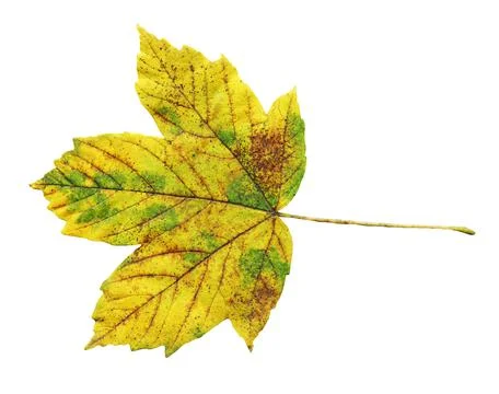 Maple leaf isolated white background. Stock Photos