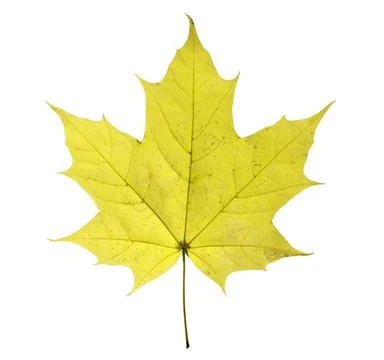 Maple leaf isolated on white background maple closeup leaf isolated on whi... Foto stock