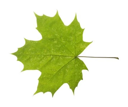 Maple leaf isolated on white background maple closeup leaf isolated on whi... Foto stock