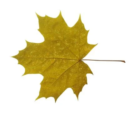 Maple leaf isolated on white background maple closeup leaf isolated on whi... Stock Photos