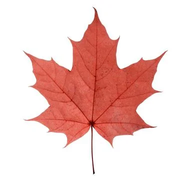 Maple leaf isolated on white background maple closeup leaf isolated on whi... Stock Photos