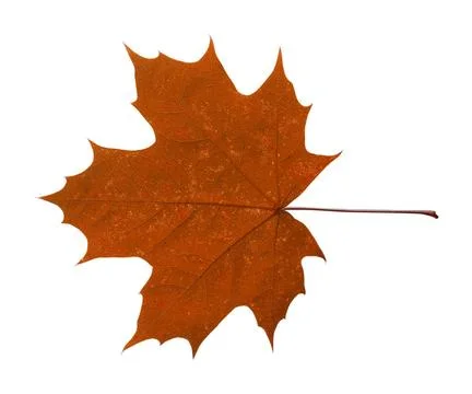 Maple leaf isolated on white background maple closeup leaf isolated on whi... Stock Photos