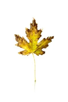 Maple leaf isolated on white background with reflection and shadow Stock Photos