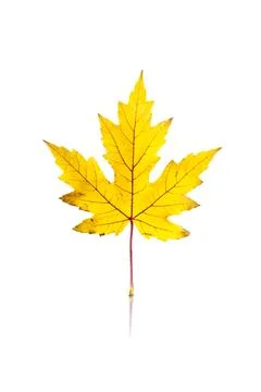 Maple leaf isolated on white background with reflection and shadow Stock Photos
