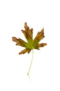 Maple leaf isolated on white background with reflection and shadow Stock Photos