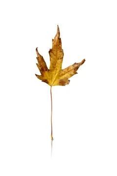 Maple leaf isolated on white background with reflection and shadow Stock Photos