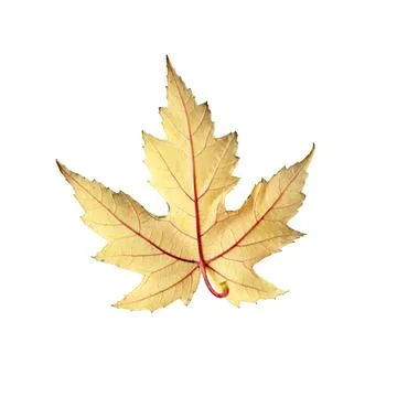 Maple leaf isolated on white background with reflection and shadow Stock Photos