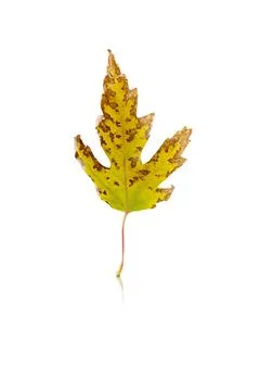 Maple leaf isolated on white background with reflection and shadow Stock Photos