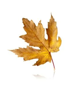 Maple leaf isolated on white background with reflection and shadow Stock Photos