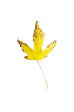 Maple leaf isolated on white background with reflec Stock Photos