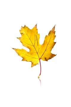 Maple leaf isolated on white background with reflection and shadow Stock Photos