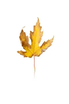 Maple leaf isolated on white background with reflection and shadow Stock Photos