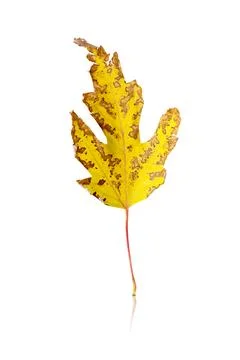 Maple leaf isolated on white background with reflection and shadow Stock Photos