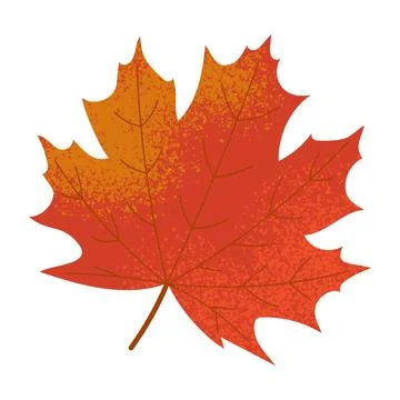 Maple leaf isolated on white. Flat illustration Illustrazione stock