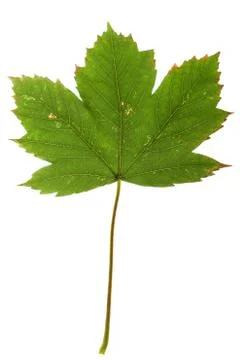 Maple leaf isolated on white Stock Photos