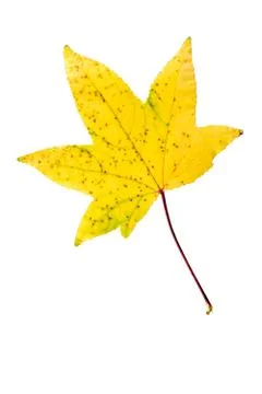 Maple leaf isolated on white Stock Photos