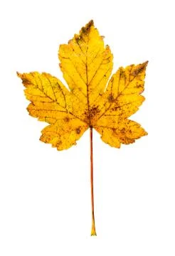 Maple leaf isolated on white Stock Photos