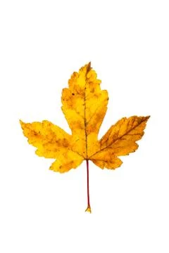 Maple leaf isolated on white Stock Photos