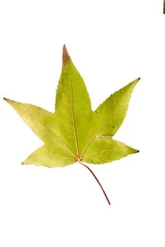 Maple leaf isolated on white Stock Photos