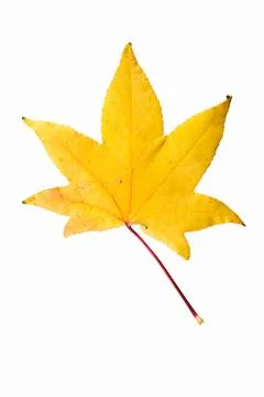 Maple leaf isolated on white Stock Photos