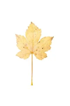 Maple leaf isolated on white Stock Photos