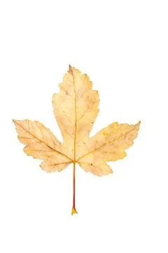 Maple leaf isolated on white Stock Photos