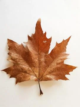Maple leaf isolated on white Stock Photos