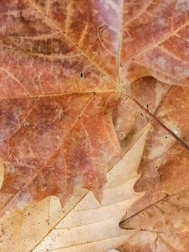 Maple leaf isolated on white Stock Photos