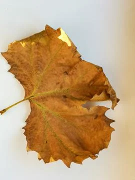 Maple leaf isolated on white Stock Photos